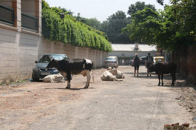India & Nepal 2011 - 0725